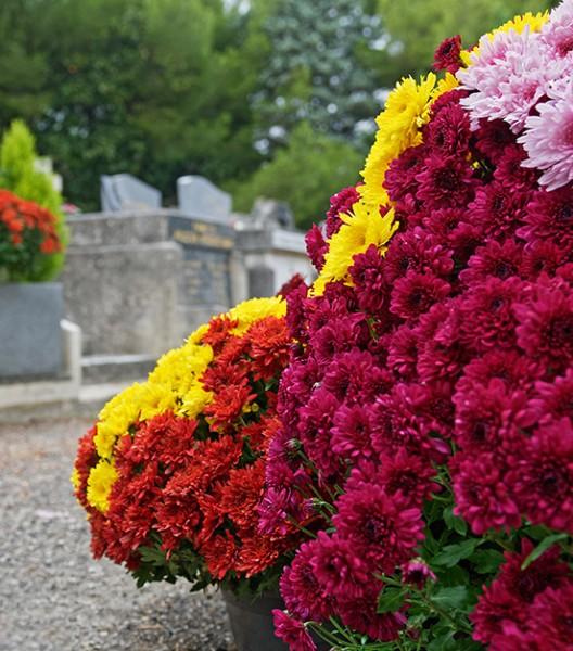 Fleurs au bord d'une tombe